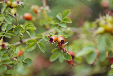 Germany, Rosehips in autumn - CZF000172