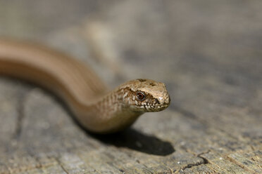 England, Slow Worm, Anguis fragilis - MJOF000786