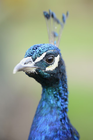 England, Peacock, Pavo, portrait stock photo