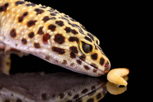 Leopard gecko, Eublepharis macularius, and larva - MJOF000788