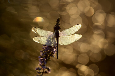 England, Schwarze Heidelibelle, Sympetrum danae - MJOF000790