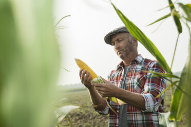 Porträt eines Landwirts bei der Kontrolle von Maiskolben in einem Maisfeld - UUF002018