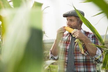Porträt eines Landwirts, der Maiskolben in einem Maisfeld prüft - UUF002019