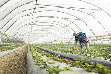 Farmer looking at plants in a greenhouse - UUF002027