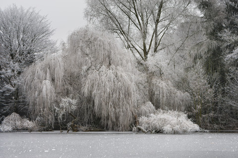 Deutschland, zugefrorener See vor schneebedeckten Bäumen, lizenzfreies Stockfoto