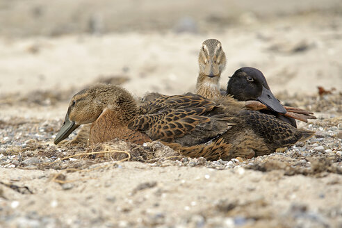 Germany, Schleswig-Holstein, three mallards, Anas platyrhynchos, lying on sandy beach - HACF000180