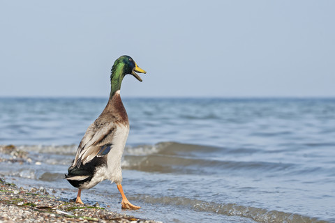 Deutschland, Schleswig-Holstein, Stockente, Anas platyrhynchos, ins Wasser gehend, lizenzfreies Stockfoto