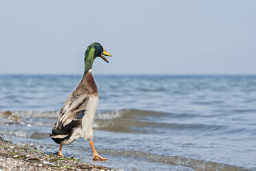 Germany, Schleswig-Holstein, mallard, Anas platyrhynchos, walking into the water - HACF000173