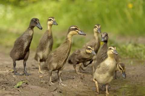 Deutschland, Schleswig-Holstein, acht junge Stockenten, Anas platyrhynchos, beim Spaziergang am Wasser, lizenzfreies Stockfoto