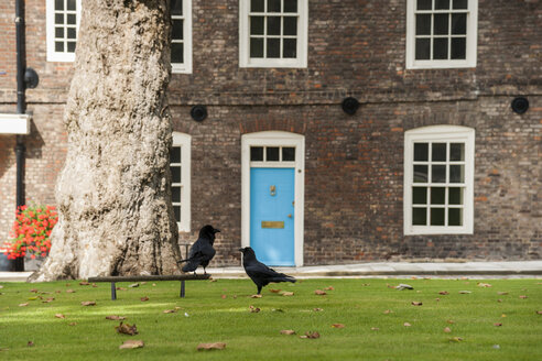 Vereinigtes Königreich, England, London, Tower of London, Raben auf Wiese - PAF000982