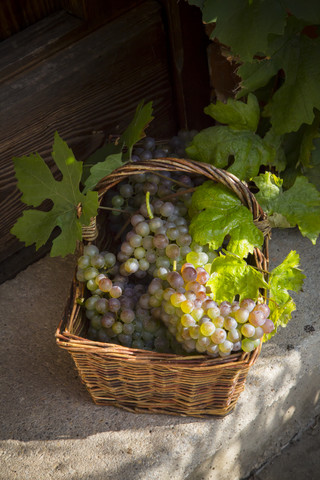 Weidenkorb mit Trauben und Weinblättern, lizenzfreies Stockfoto