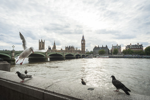 Vereinigtes Königreich, England, London, Fluss Themse, Big Ben und Palace of Westminster, Vögel im Vordergrund, lizenzfreies Stockfoto