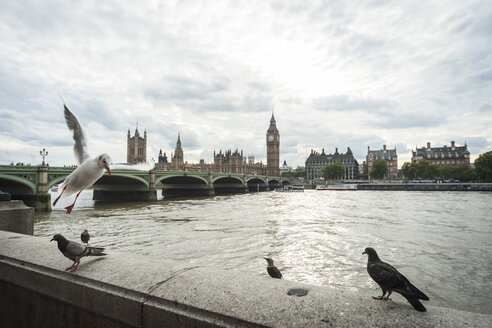 Vereinigtes Königreich, England, London, Fluss Themse, Big Ben und Palace of Westminster, Vögel im Vordergrund - PAF000992