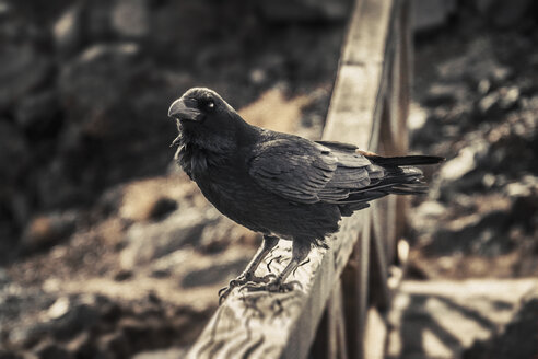 Spanien, Kanarische Inseln, La Palma, Rabe, Corvus Corax, auf einem Holzzaun sitzend - DWI000226