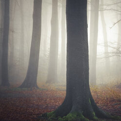 Germany, near Wuppertal, foggy beech forest - DWI000232