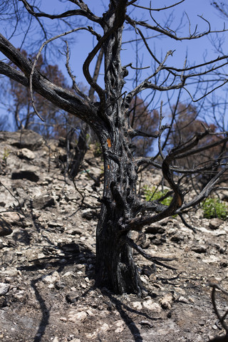 Spanien, Balearische Inseln, Ibiza, Baum nach einem Waldbrand, lizenzfreies Stockfoto