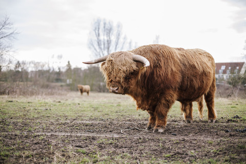 Germany, Baden-Wuerttemberg, Ilvesheim, Highland cattle stock photo