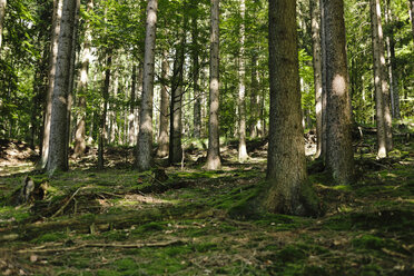 Germany, Hesse, Hirschhorn, forest - DWF000188