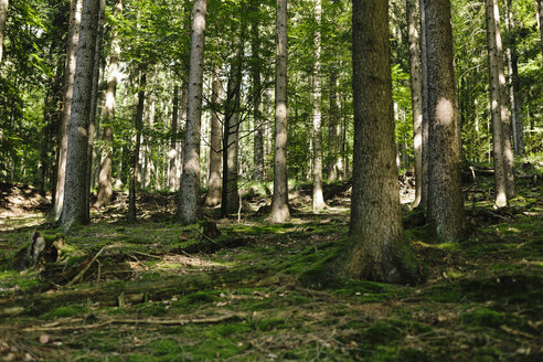 Deutschland, Hessen, Hirschhorn, Wald - DWF000188