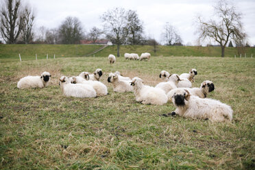 Germany, Baden-Wuerttemberg, Ilvesheim, Valais Blacknose, flock of sheep - DWF000189