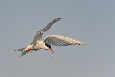 Germany, Schleswig-Holstein, flying tern, Sternidae, with prey - HACF000181