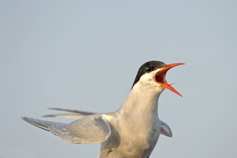 Deutschland, Schleswig-Holstein, Flug- und Schrei-Seeschwalbe, Sternidae, lizenzfreies Stockfoto