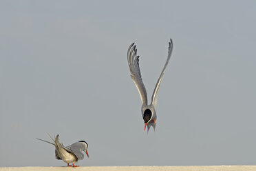 Deutschland, Schleswig-Holstein, zwei Seeschwalben, Sternidae, eine fliegend - HACF000185