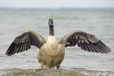 Deutschland, Schleswig-Holstein, Kanadagans, Branta canadensis, mit ausgebreiteten Flügeln im Meer stehend - HACF000189