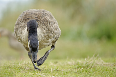 Deutschland, Schleswig-Holstein, Kanadagans, Branta canadensis, Spaziergang auf einer Wiese - HACF000191