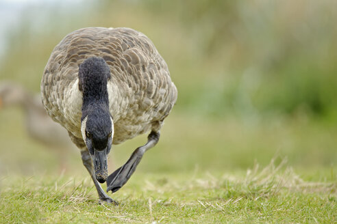 Germany, Schleswig-Holstein, canada goose, Branta canadensis, walking on a meadow - HACF000191