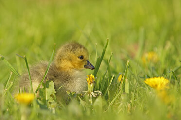 Germany, Schleswig-Holstein, baby canada goose, Branta canadensis, sitting on a meadow - HACF000193