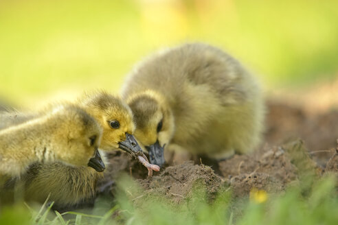 Deutschland, Schleswig-Holstein, drei auf Nahrungssuche befindliche Baby-Kanadagänse, Branta canadensis - HACF000194