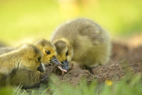 Germany, Schleswig-Holstein, three foraging baby canada gooses, Branta canadensis - HACF000194