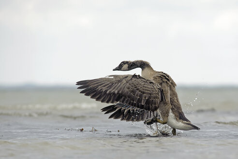 Deutschland, Schleswig-Holstein, Kanadagans, Branta canadensis, Abflug - HACF000196