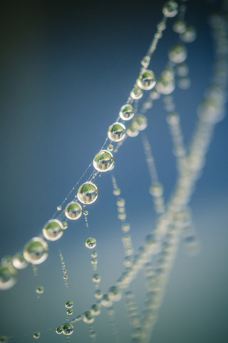 Teil eines Spinnennetzes mit Morgentau vor blauem Hintergrund, lizenzfreies Stockfoto