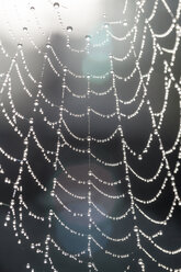 Teil eines Spinnennetzes mit Morgentau im Gegenlicht - SARF000874