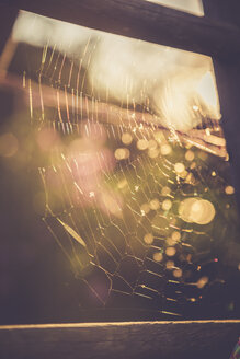 Spinnennetz in der Abenddämmerung - SARF000875