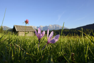 Deutschland, Bayern, Oberbayern, Werdenfelser Land, Karwendelgebirge, Gerold, Krokus auf Wiese - LHF000413