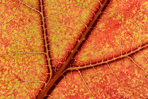 Teil eines rot-orangen Ahornblattes, lizenzfreies Stockfoto