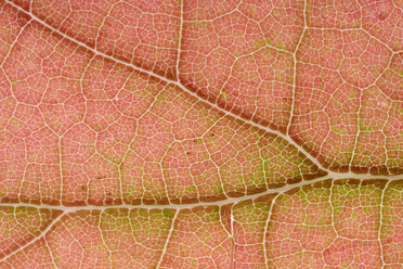 Part of maple leaf - MJOF000798