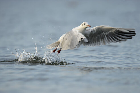 Deutschland, Schleswig-Holstein, Möwe, Laridae, Abheben von der Wasseroberfläche - HACF000197