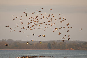 Deutschland, Schleswig-Holstein, Schwarm von fliegenden Kiebitzen, Vanellus vanellus, und Staren, Sturnus vulgaris, in der Dämmerung - HACF000201