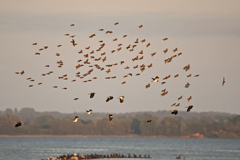 Deutschland, Schleswig-Holstein, Schwarm von fliegenden Kiebitzen, Vanellus vanellus, und Staren, Sturnus vulgaris, in der Dämmerung - HACF000201