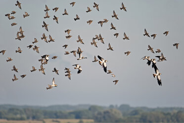 Deutschland, Schleswig-Holstein, Schwarm fliegender Kiebitze, Vanellus vanellus, und Stare, Sturnus vulgaris - HACF000209