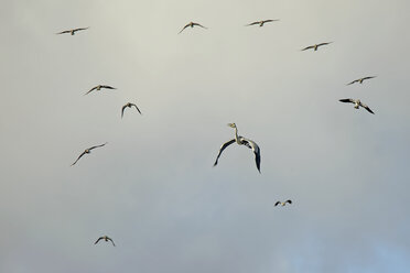 Germany, Schleswig-Holstein, flock of flying lapwings, Vanellus vanellus, and a grey heron, Ardea cinerea - HACF000202