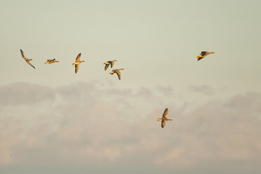 Germany, Schleswig-Holstein, seven flying grey gooses, Anser Anser, at twilight - HACF000204