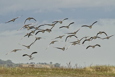 Deutschland, Schleswig-Holstein, Schwarm fliegender Graugänse, Anser Anser - HACF000206