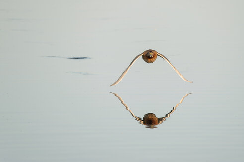 Deutschland, Schleswig-Holstein, Fliegender Maillard, Anas platyrhynchos, Spiegelung auf der Wasseroberfläche - HACF000208