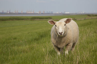 Deutschland, Blexen, Schafe auf der Weide an der Weser - OLEF000037