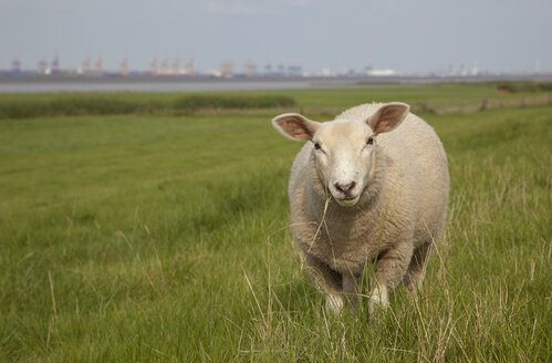 Germany, Blexen, Sheep on pasture near Weser river - OLEF000037